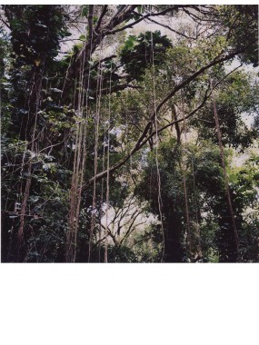 Jungle de Mangareva
