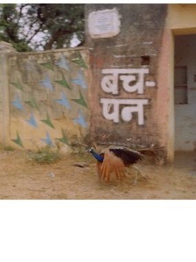 PEACOCK RUN