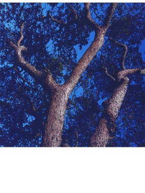 TAHITIAN PISTACHIO TREE