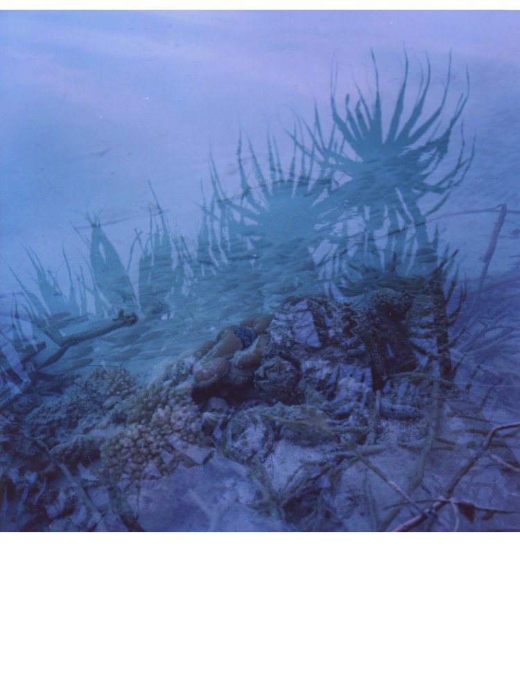 LAGOON VIEW EXTRACT