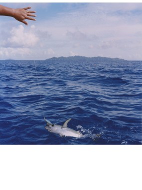 TUNA FISHING IN MANGAREVA