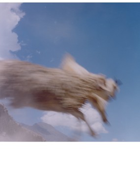 Pashmina Ladakh