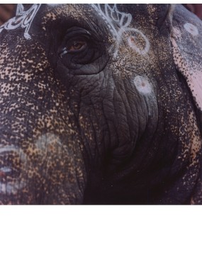 elephant portrait Karnataka