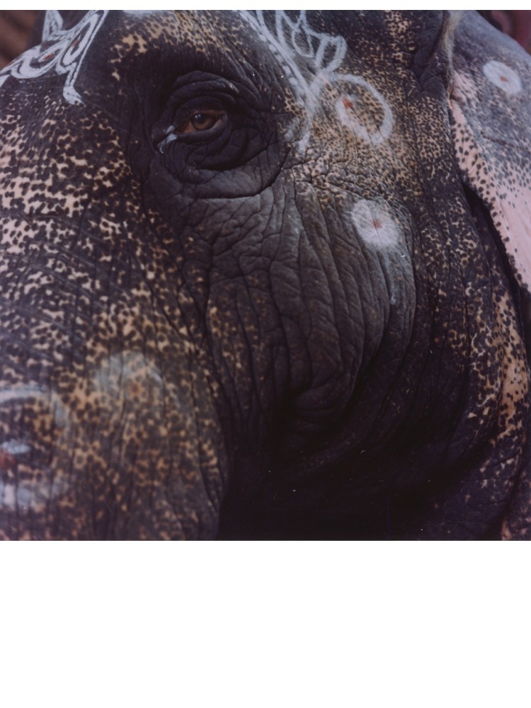 elephant portrait Karnataka