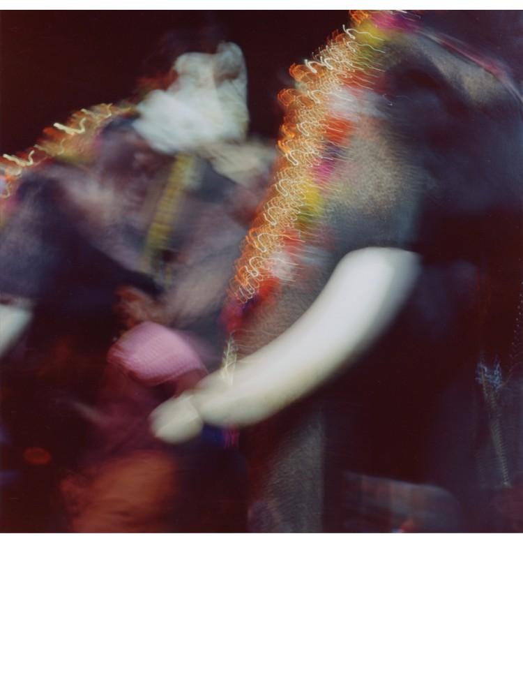 elephant kerala