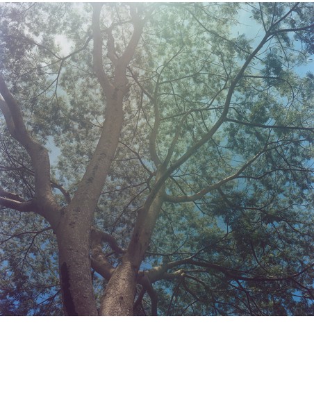 Nuku Hiva tree